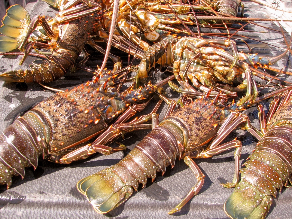 Portada Langosta (1)