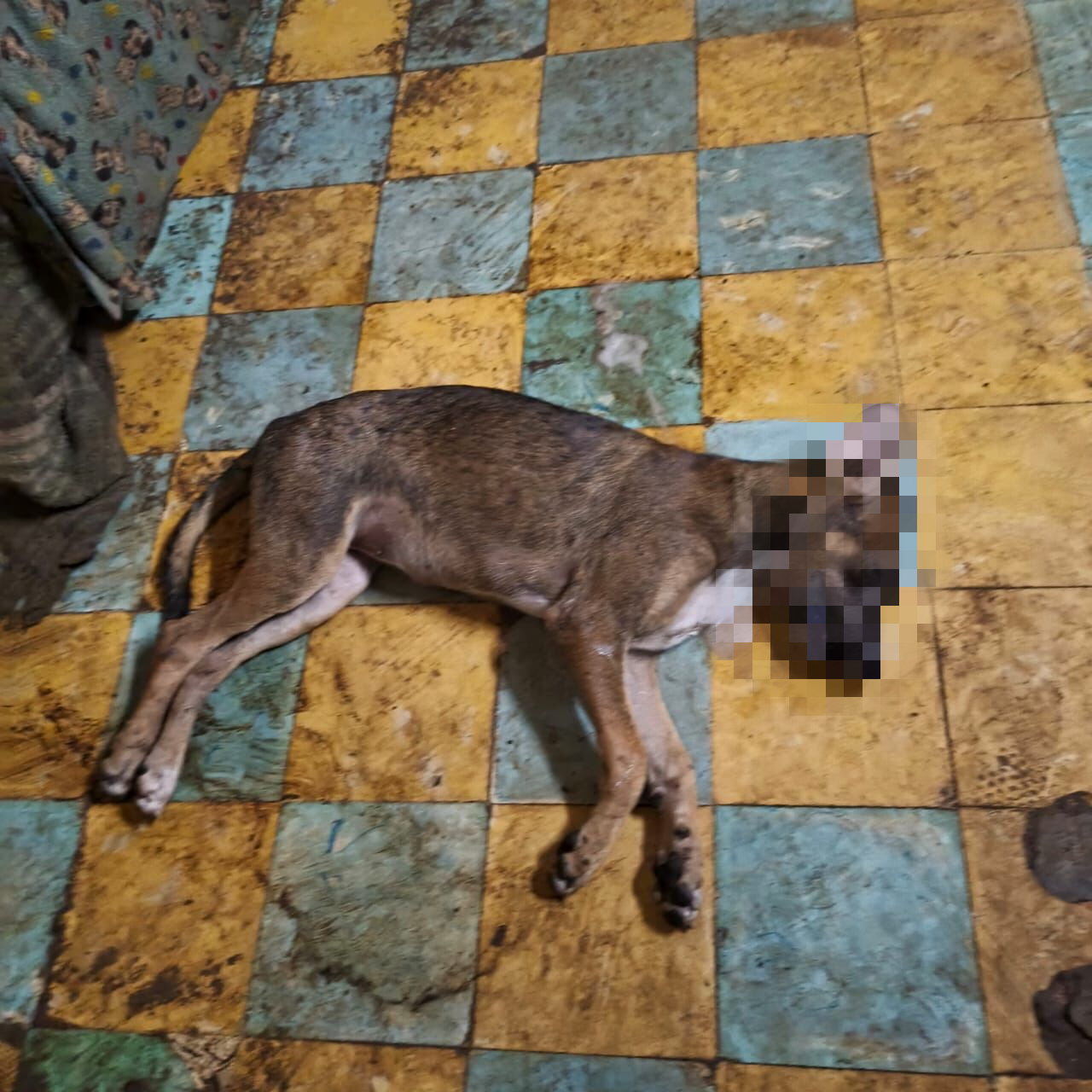 Jesus carranza interior